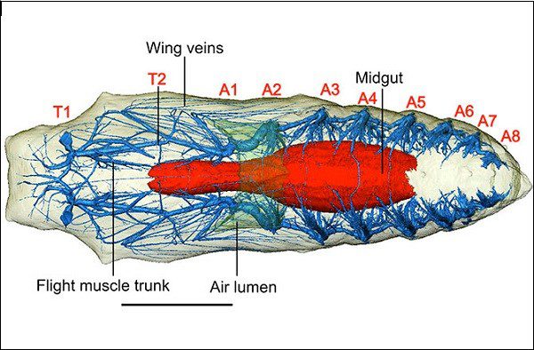 How do caterpillars metamorphose into butterflies?