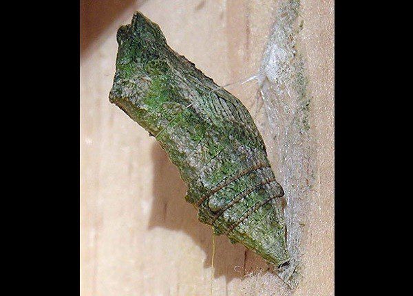 How do caterpillars metamorphose into butterflies?