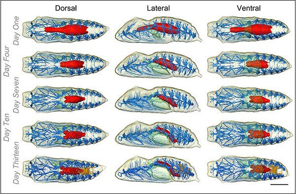 How do caterpillars metamorphose into butterflies?