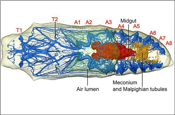 How do caterpillars metamorphose into butterflies?