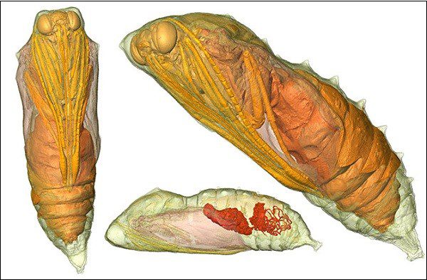 How do caterpillars metamorphose into butterflies?