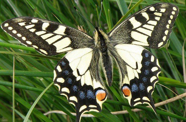 How do caterpillars metamorphose into butterflies?