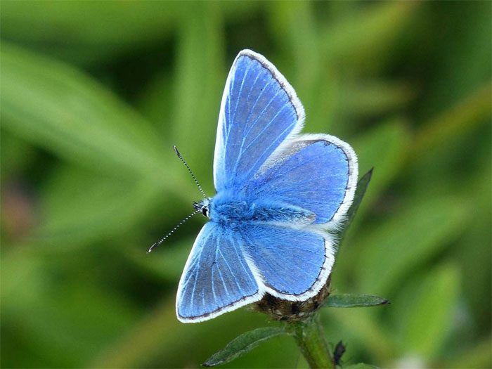 Palos Verdes Blue Butterfly