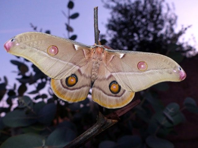 Indian Moth