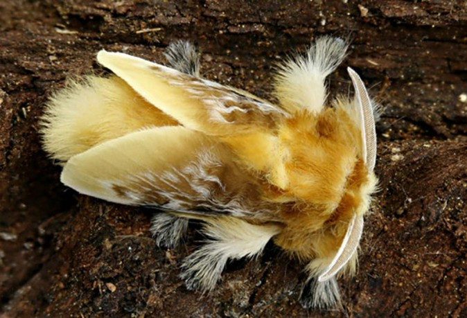 Southern Flannel Moth.