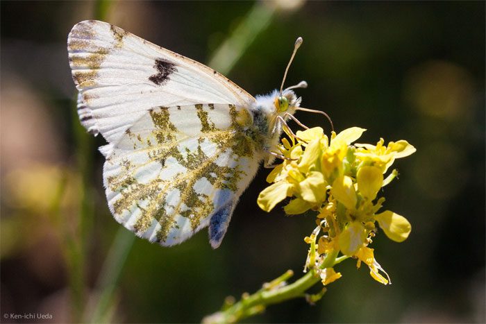 Island Marble Butterfly