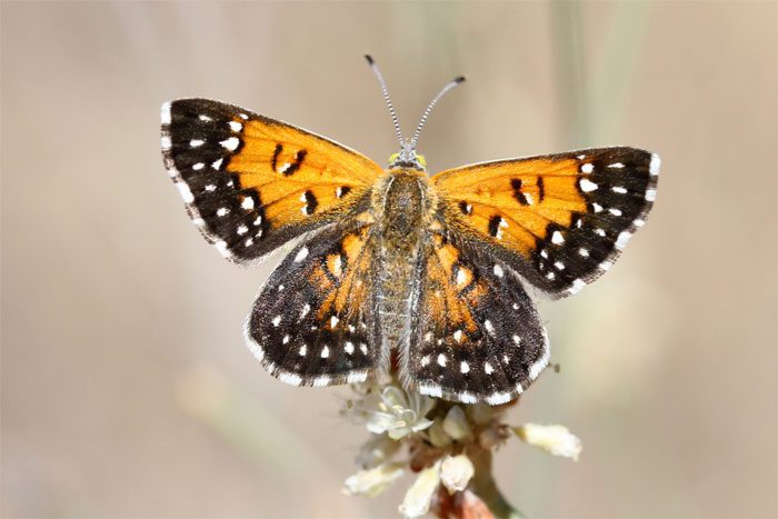 Lange's Metalmark Butterfly