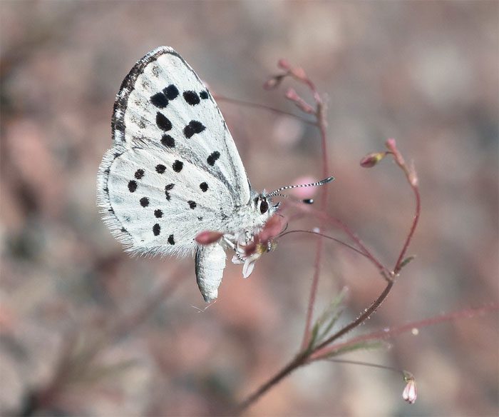 Leona's Little Blue Butterfly