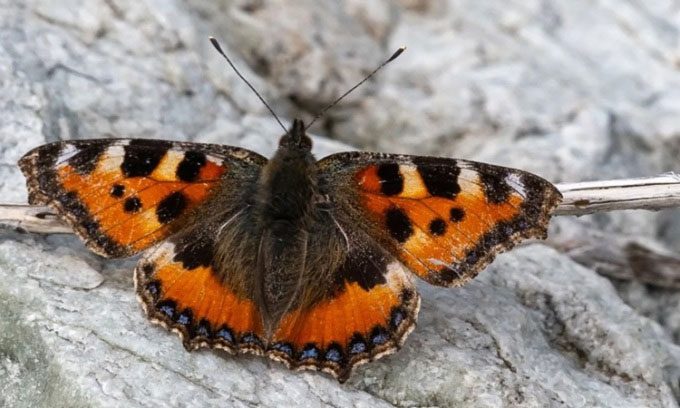 Tortoiseshell butterfly flying high during migration.