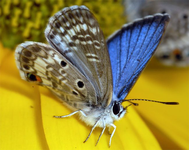 Miami Blue Butterfly