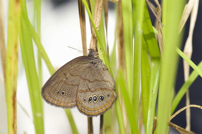 Saint Francis Satyr Butterfly