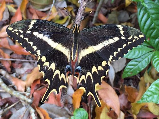 Schaus Swallowtail Butterfly