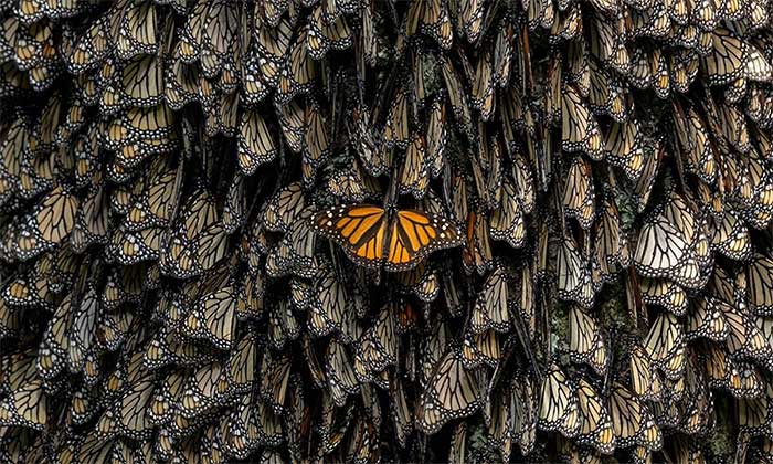 Monarch Butterfly Swarm