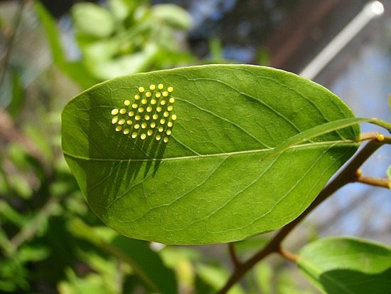 How do caterpillars metamorphose into butterflies?