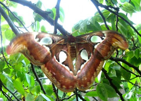 Attacus atlas has a wingspan of up to 30cm