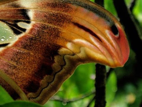 Patterns on the butterfly's wings