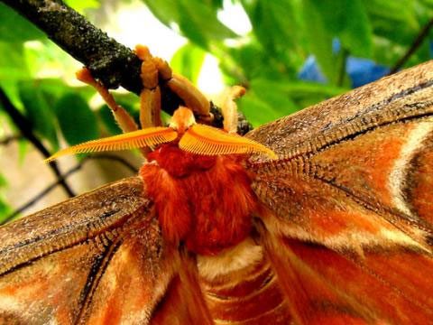 The large comb-like antennae are a distinguishing feature of male Attacus atlas