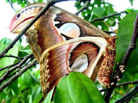 A female Attacus atlas laying eggs in the wild. The eggs hatch into caterpillars, which then form a chrysalis and develop into butterflies.