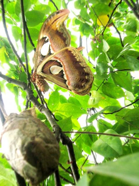 A butterfly just emerging from its chrysalis.