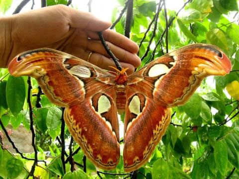 Attacus atlas attracts the attention of collectors due to its size and vibrant colors.