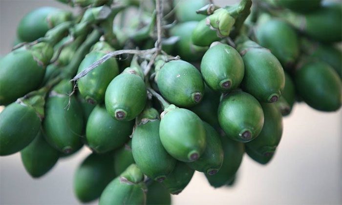 Areca Nuts as Important Medicinal Material