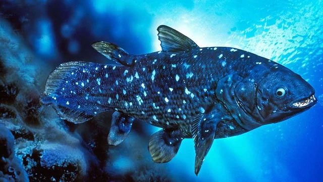 Coelacanth has a very unique body structure.