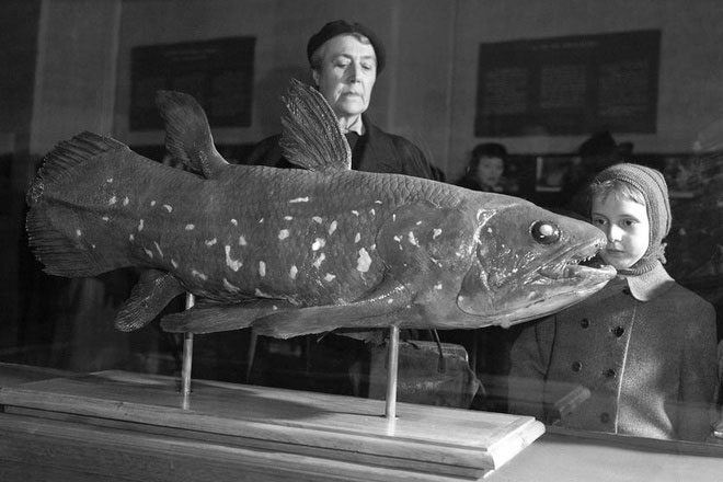 Coelacanth Fish