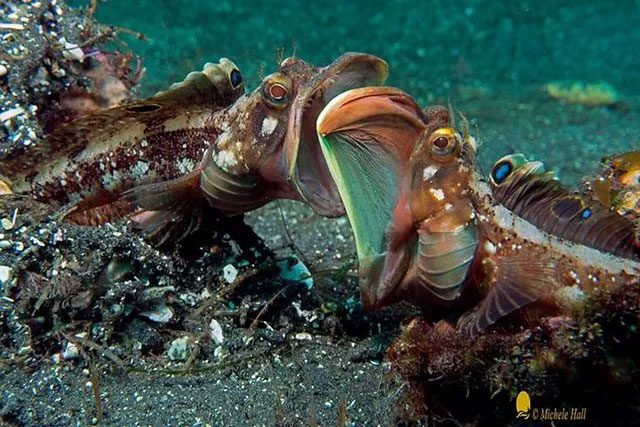 The "Kiss of Death" fighting style of the Neoclinus blanchardi.