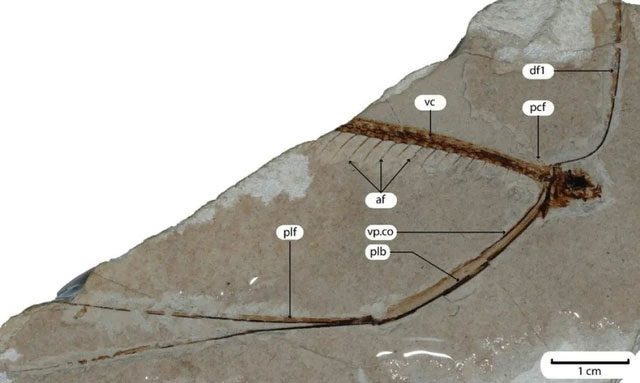 Fossil of the Pegasus volans fish.