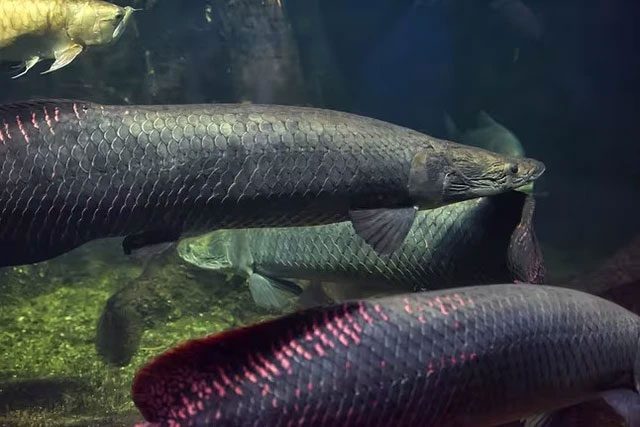 The inner layer of the Arapaima scales is very hard and flexible.