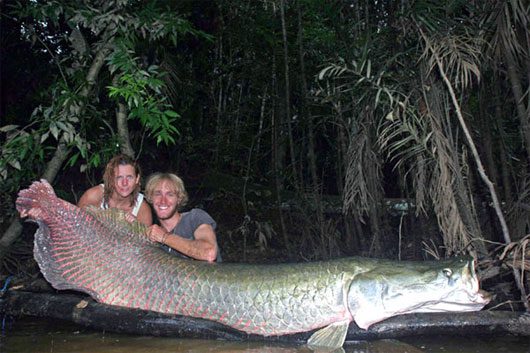 10 aquatic monsters of the Amazon River