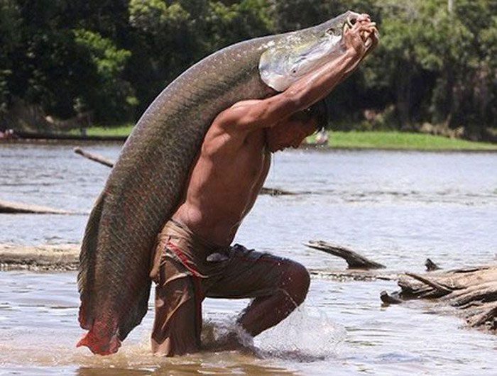 Arapaima Fish