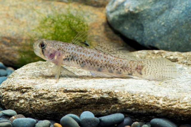 Dwarf Goby