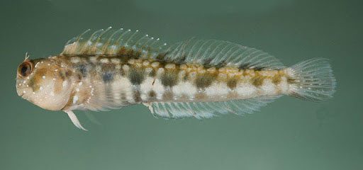 Barred-Chin Blenny