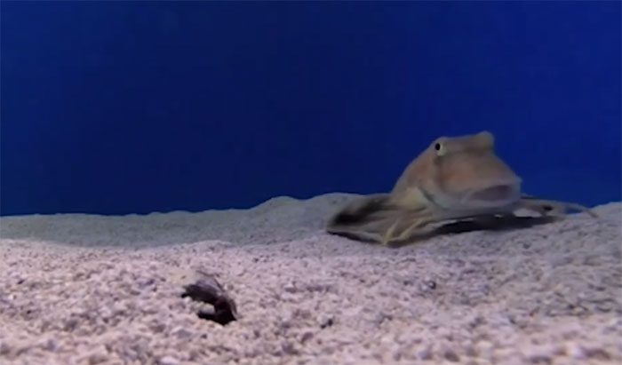 Moustached fish resembles the glassfish.