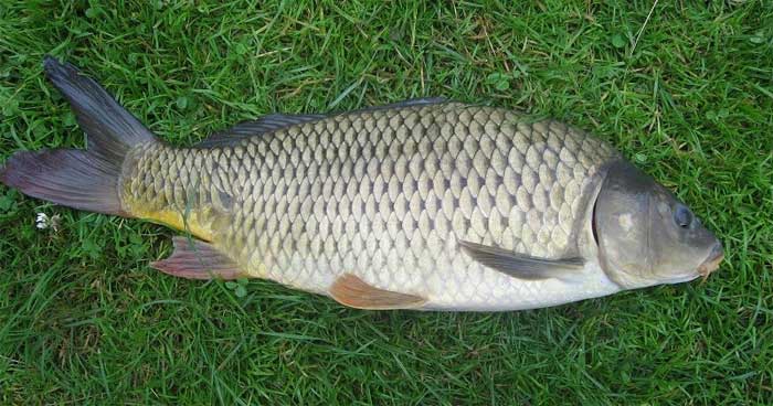 Carp