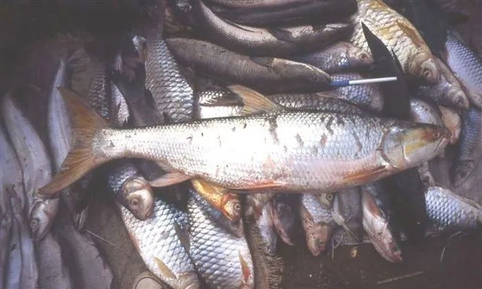 Giant Mekong Carp