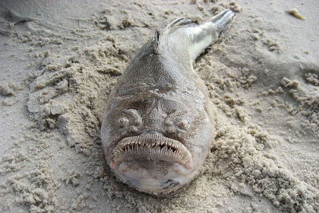 Stargazer fish