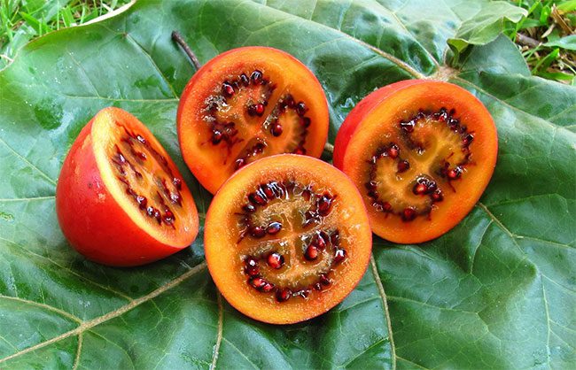 Tamarillo