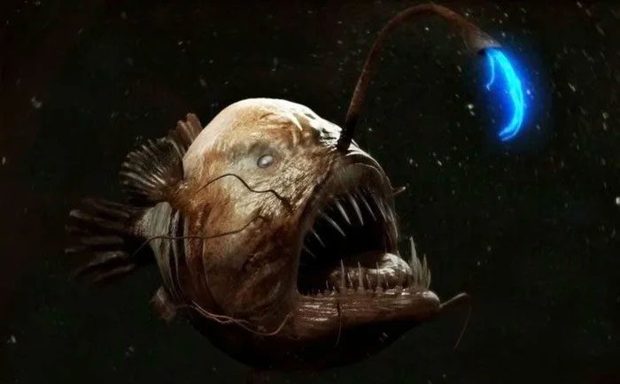 Lanternfish