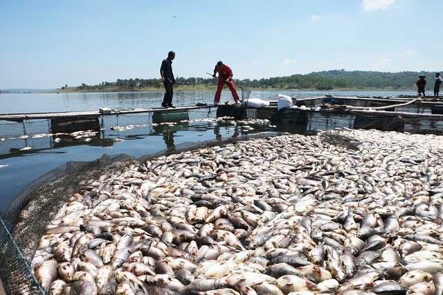 Catfish dying en masse.