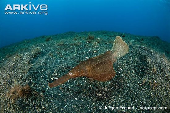 The Razor Fish (Solenichthys paegnius) belongs to a family of fish with a bizarre shape, which is very difficult to describe in words...