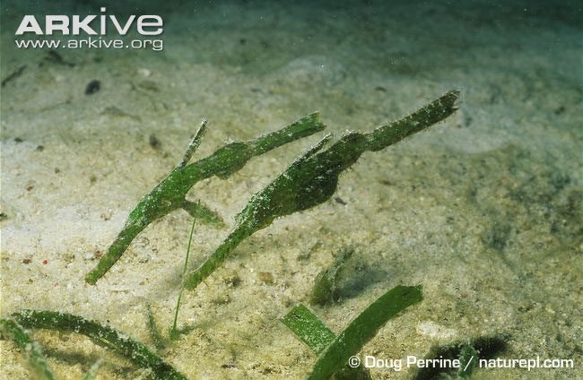 Overall, their shape and color closely resemble seaweed swaying on the ocean floor.