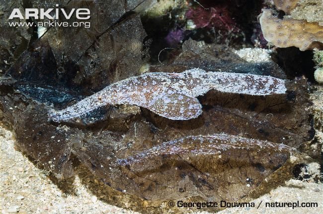 The Razor Fish is also a faithful species, often living in pairs for life.