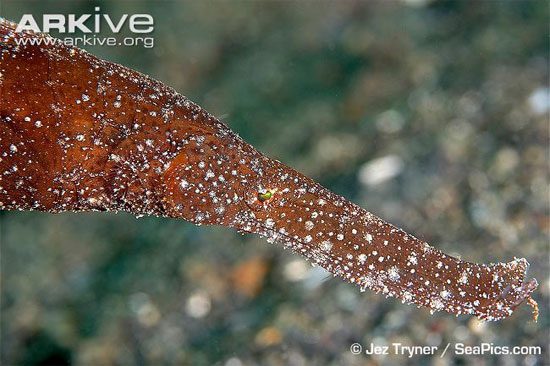 This is a very rare species of fish. According to the Red Book, a specimen was accidentally caught in Nha Trang before 1995, and since then, it has not been seen again.