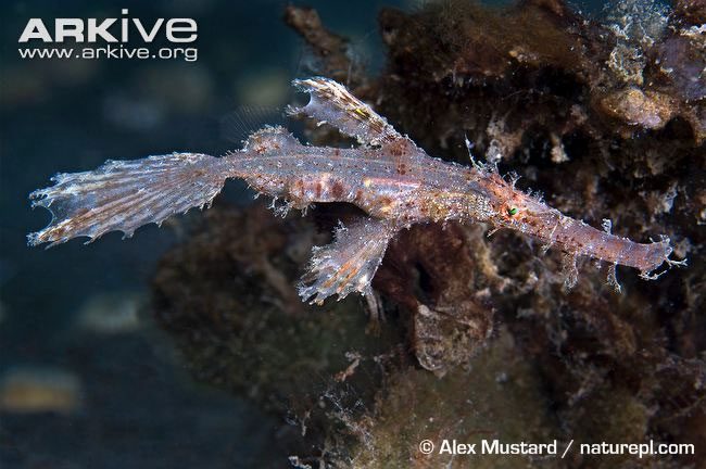 Globally, species belonging to the Razor Fish family are highly sought after in marine aquariums.