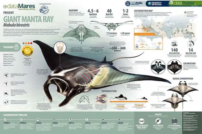 Giant Ray