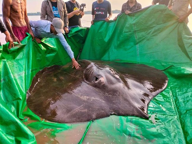 The fish named Boramy measures 3.98 m in length and weighs 300 kg.