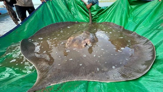 The stingray recognized by the Guinness World Records as the largest freshwater fish in the world.