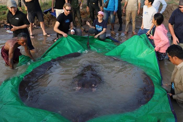 Giant Freshwater Stingray